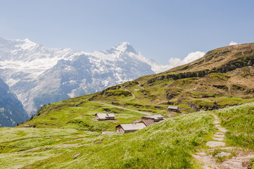 Fototapeta na wymiar Grindelwald, Schweizer Berge, Alpen, Berner Oberland, Waldspitz, Alm, Wanderweg, First, Eiger, Grindelwaldgletscher, Sommer, Schweiz