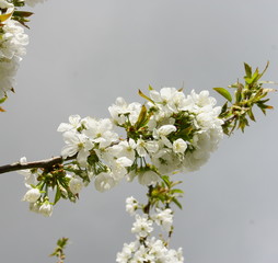 cerisier en fleurs blanches,au printemps