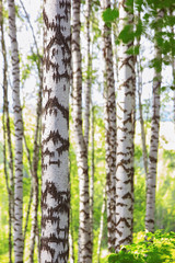 Obraz premium lato w słonecznym brzozowym lesie