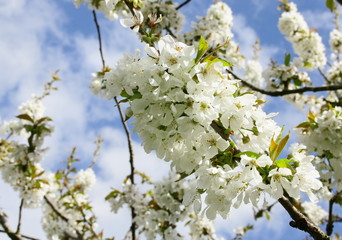 cerisier en fleurs blanches,au printemps