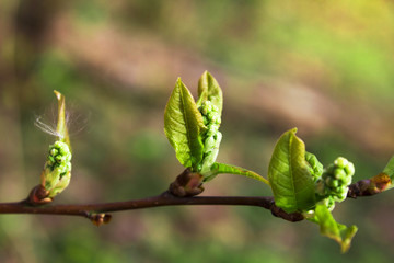 Blossoming buds in the spring on a tree branch