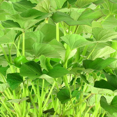 Fototapeta na wymiar sweet potato plant 