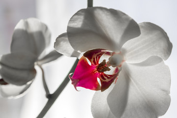 Close up of white orchid flower