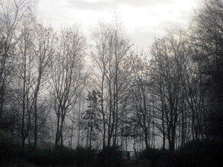 Autumn beech woodland collection