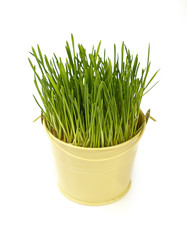 Spring green grass growing in bucket over white