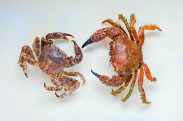 two Mediterranean crab on a homogeneous background