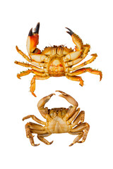 two crabs on a white background