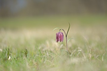 Endangered wild Chess Flower on a Meadow in Franconia, Germany. Lovely Chequered Snakes Head Lily on a spring evening. Macro with shallow depth of field