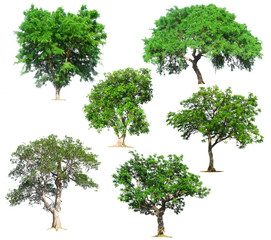 Collection of isolated tree on white background.Total Group tree white background.