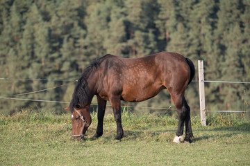 Fototapeta na wymiar Pferd beim Grasen auf der Koppel