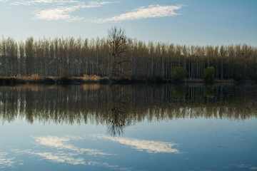 Fototapeta premium Wild nature on abandoned meander Danube protected area on spring