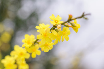 Obraz premium Spring bright yellow of blooming forsythia bush