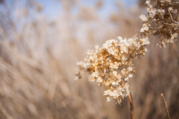 spring flowers in the garden green