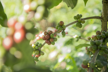 THAILAND CHIANG RAI MAE SALONG COFFEE PLANTATION