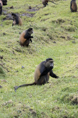Endangered golden monkey, foraging in field,  Volcanoes National Park, Rwanda