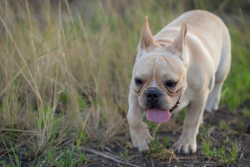Baby french bulldog