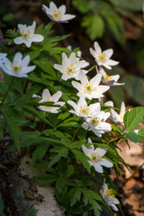 Anemone nemorosa