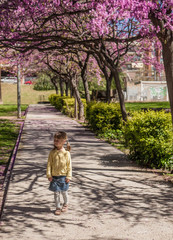 Fototapeta na wymiar Little girl under cherry blossom 