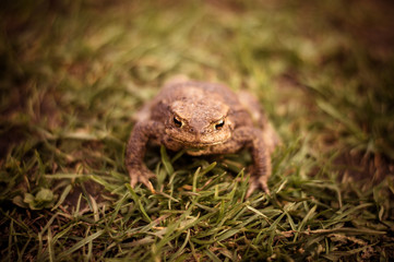 the toad sits in the grass