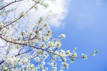 Flowering tree with white flowers in blooming garden and blue sky. Floral background.