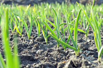 
organically cultivated garlic plantation in the vegetable garden,backlit