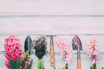 Gardening tools, hyacinth flowers and watering can on soil background. Spring garden works concept. Layout captured from above (top view, flat lay).