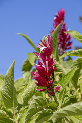 Magenta flowers tree.