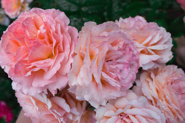 Цветущая в саду роза Бельведер