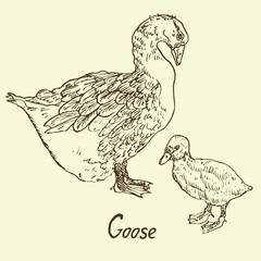 Goose and Gosling standing, Set, sketch in pop art style, isolated vector illustration