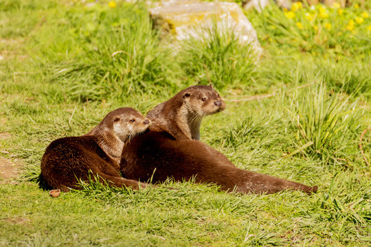 Couple de loutres