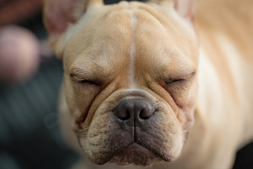 Fototapeta premium Baby french bulldog