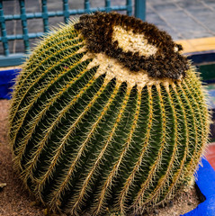 green cactus bullet