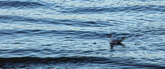 Fototapeta premium gaviota