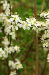 Blossom in spring