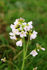 Flowers in the garden