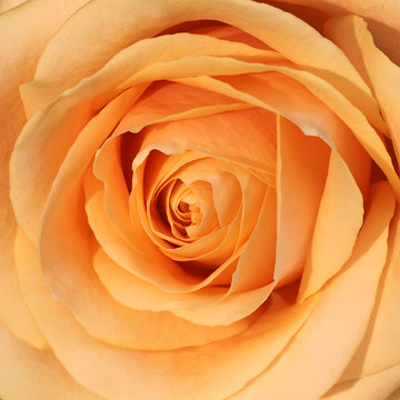 1 Best Fleur Couleur Saumon Images Stock Photos Vectors Adobe Stock 1 Best Fleur Couleur Saumon Images Stock Photos Vectors Adobe Stock