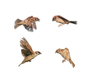 birds sparrows in flight isolated on a white background in various poses