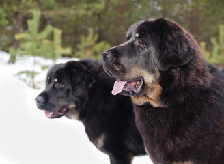 Two breed dogs Tibetan Mastiff in the snow field