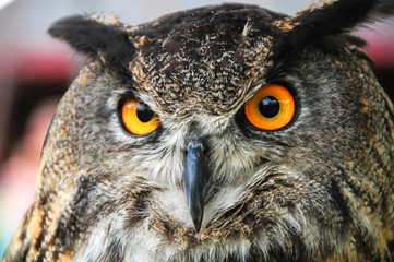 Great Horned Owl