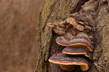 Tinder fungi also called horse's hoof fungus growing on a beech tree.
