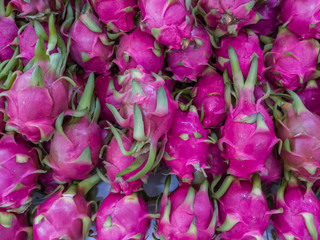 Fototapeta premium pitaya background,Group of fresh dragon fruits