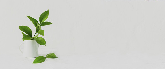 Green leaves in white vase. Banner 