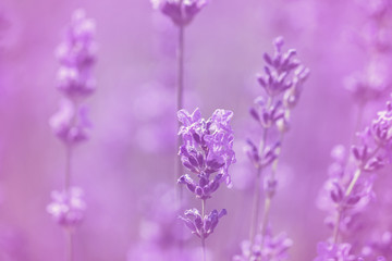 Fototapeta na wymiar field lavender flowers