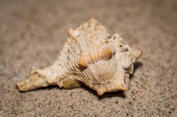 Muschel Schnecke im Sand, Urlaub, Natur