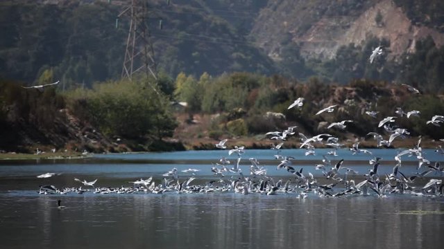 Seagulls on a lagoon near the beach, Chile