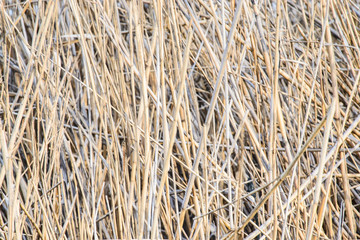 Reeds in the river against the sky