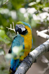  Blue-and-yellow Macaw - Ara ararauna