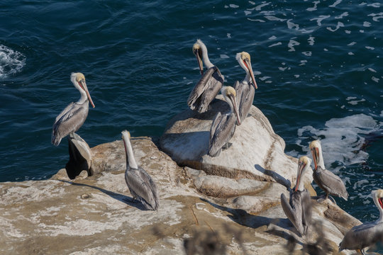 resting pelican  colony