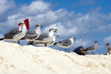 Saguls sitting on a shore