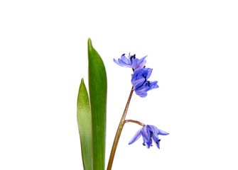 First spring flowers isolated on white background.
